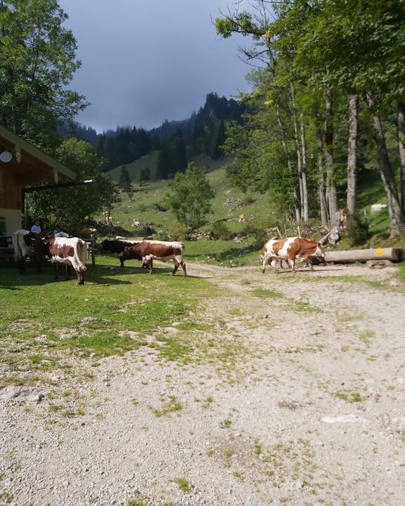 Nesslauer Alm